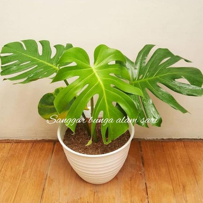 Terlaris Tanaman Hias Monstera Delicosa / Brazil + Pot Puti