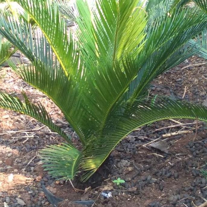 Terlaris Tanaman Sikas Mini+Pot