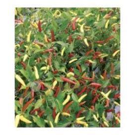 Benih Cabe Rawit Maruti F1 10Gram Cabe Rawit Putih Maruti F1 10 Gram Tanaman