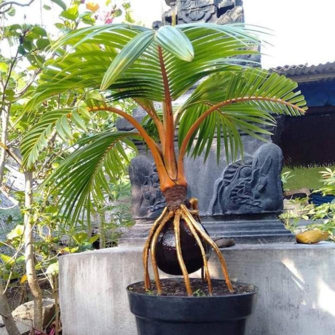 TANAMAN HIAS KELAPA BONSAI-BONSAI KELAPA