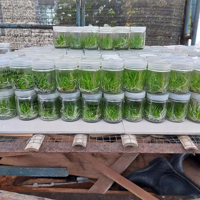 Bibit Botolan Anggrek Dendrobium boleh COD