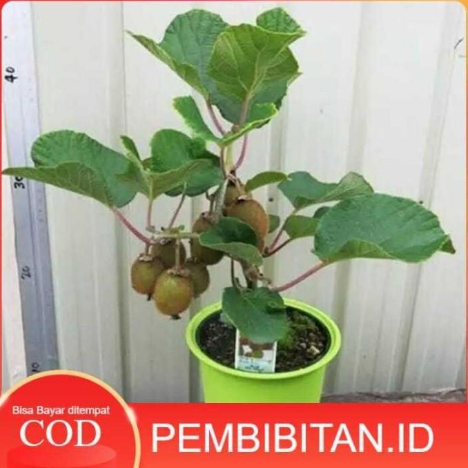 siap berbuah Bibit tanaman buah Kiwi cepat berbuah fres bisa COD
