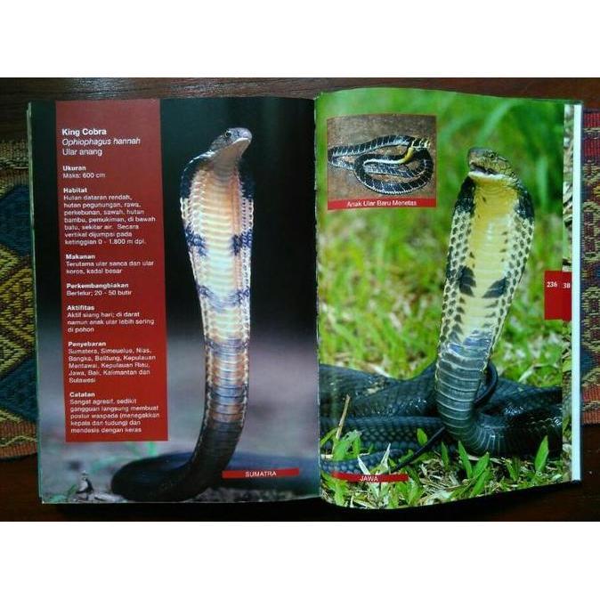 Buku Panduan Visual Dan Identifikasi Lapangan "107+ Ular Indonesia" Kualitas Terbaik Harga Termurah