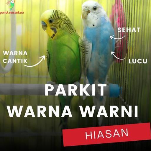 BEBAS ONGKIR - burung parkit ombyokan