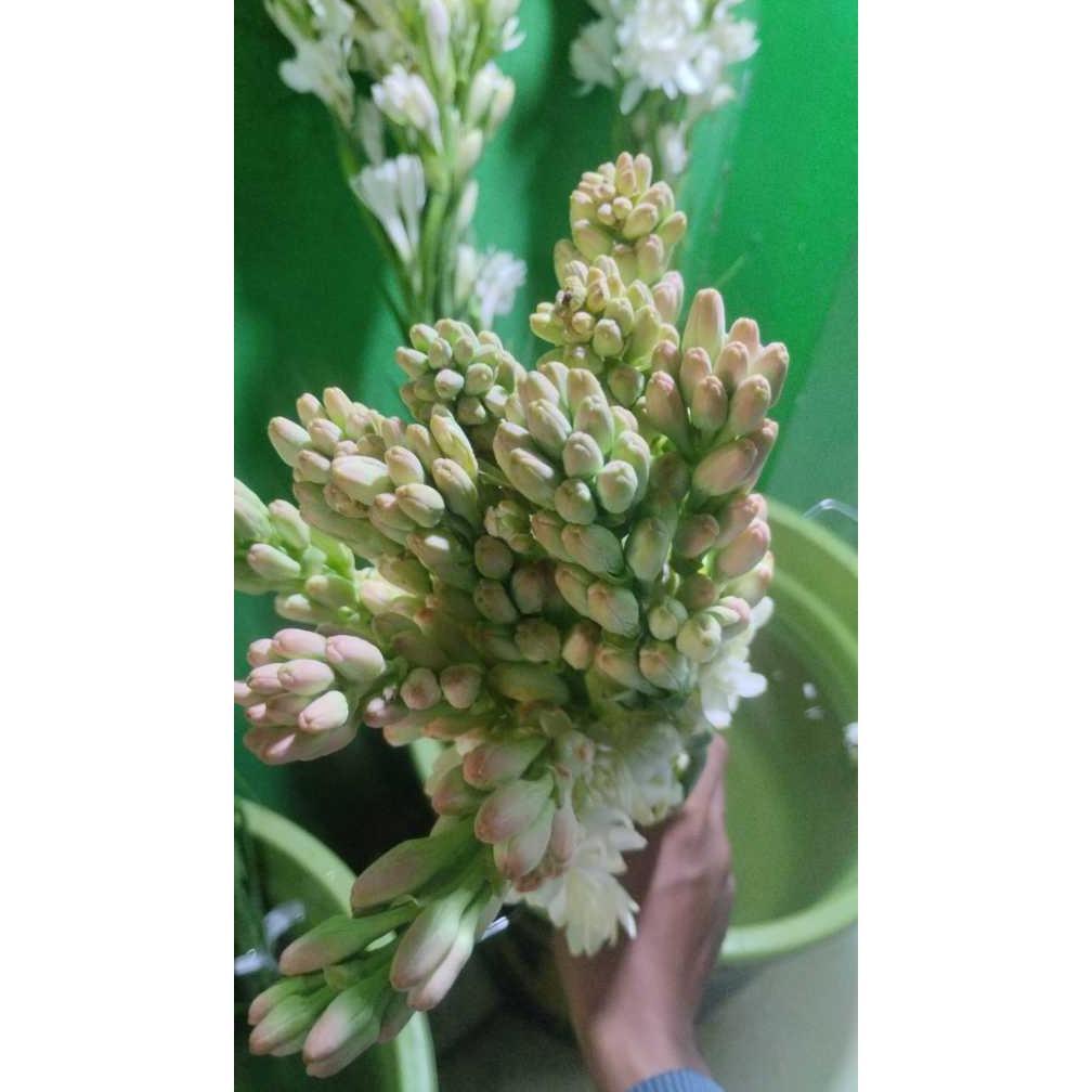 Bunga Sedap Malam Bandung Asli Segar Wangi Bunga Sedap Malam Segar Isi 1 Ikat 10 Tangkai Bunga