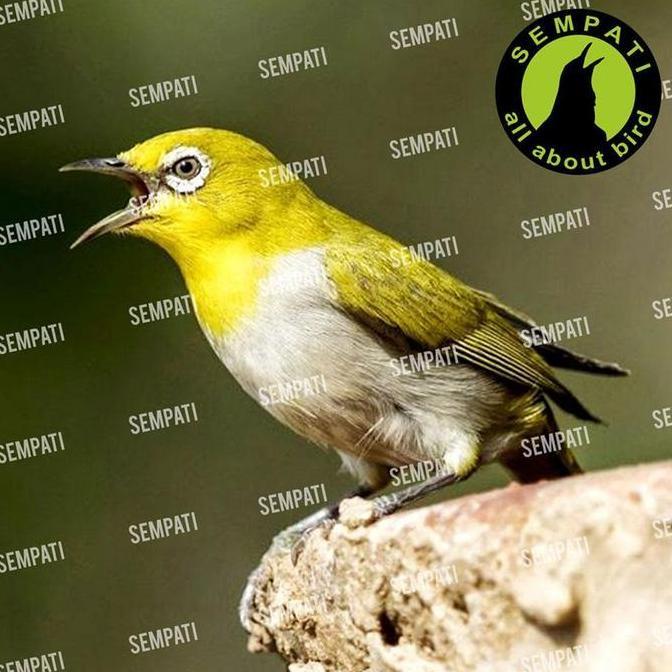 SEMPATI DEXTRO 87 MULTIVITAMIN MINUMAN PLECI DEXTRO 87 THE ULTRA INSTINC MULTIVITAMIN PLECI DEXTRO87