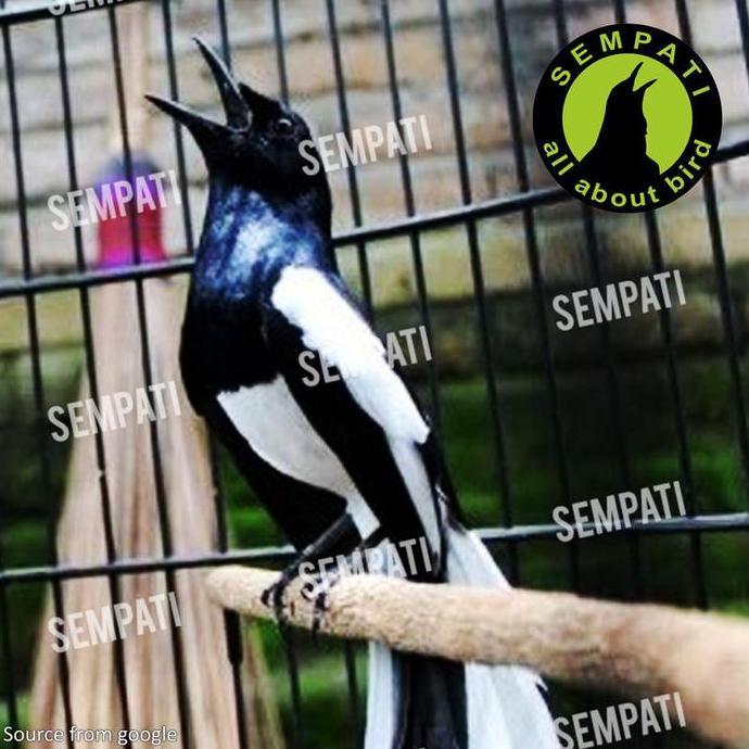 SEMPATI Air Liur Walet Burung Gacor Seketika Sempati Vitamin Burung Meningkatkan Stamina Lovebird Mu