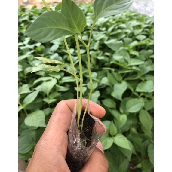 Bisa Cod Polybag Semai Cabe/Plastik Semai Cabai & Sayur / Polybag Semai Sayur Isi 1000 Lembar - Sema