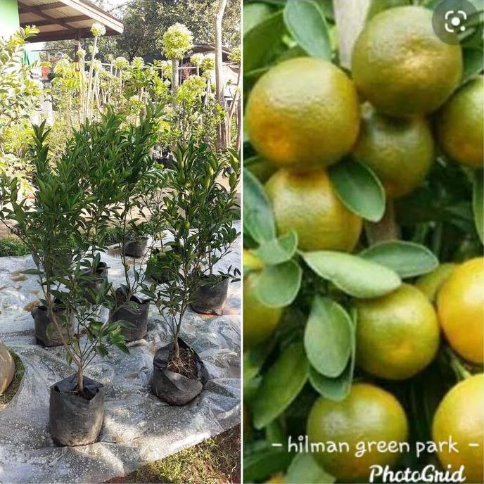 pohon jeruk manis Medan berbuah