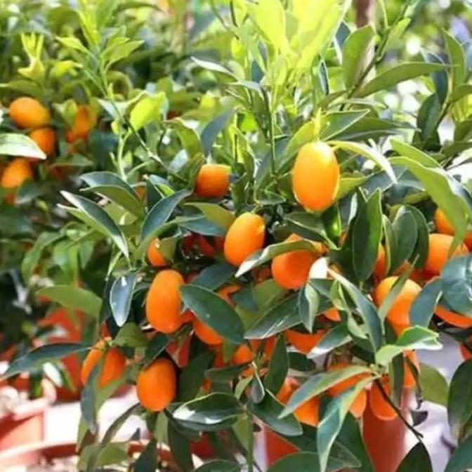 Bibit jeruk nagami berbuah / jeruk kimkit asli hasil okulasi