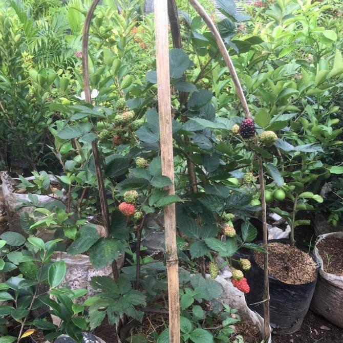 tanaman pohon buah murbei sudah berbuah