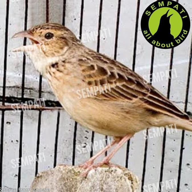 SEMPATI Pakan Vien Mix Seed Kemasan Botol Voer Pur Harian Lomba Burung Branjangan Kenari Finch Bush 