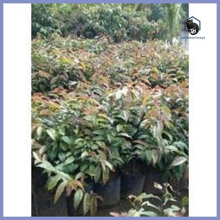 OBRALL BIBIT TANAMAN BUAH LOBI LOBI BUAH LOBA LOBI LANGKA FRESS TAMAN TANAMANA BIBIT PEKARANGAN HIAS