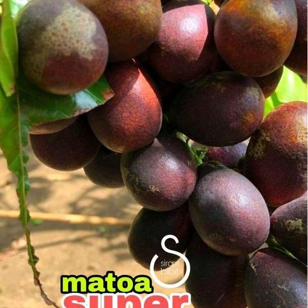 BIBIT MATOA SUPER CEPAT BUAH SIAP TANAM TAMAN TANAMANA BIBIT PEKARANGAN HIASAN BUAH BUNGA