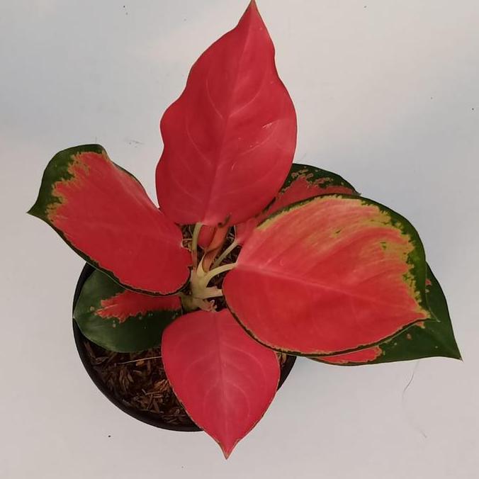 Aglonema Red Majesty