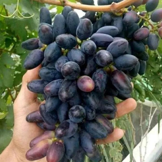 Bibit Tanaman Anggur Import Siap Berbuah Lebat