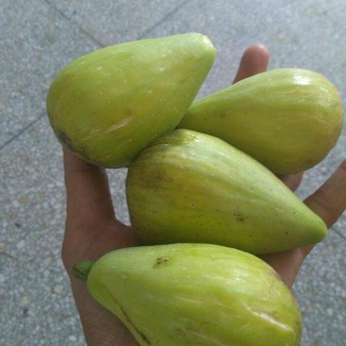 BISA BERBUAH DI POT BiBit Buah tin Dalmatie Rusia