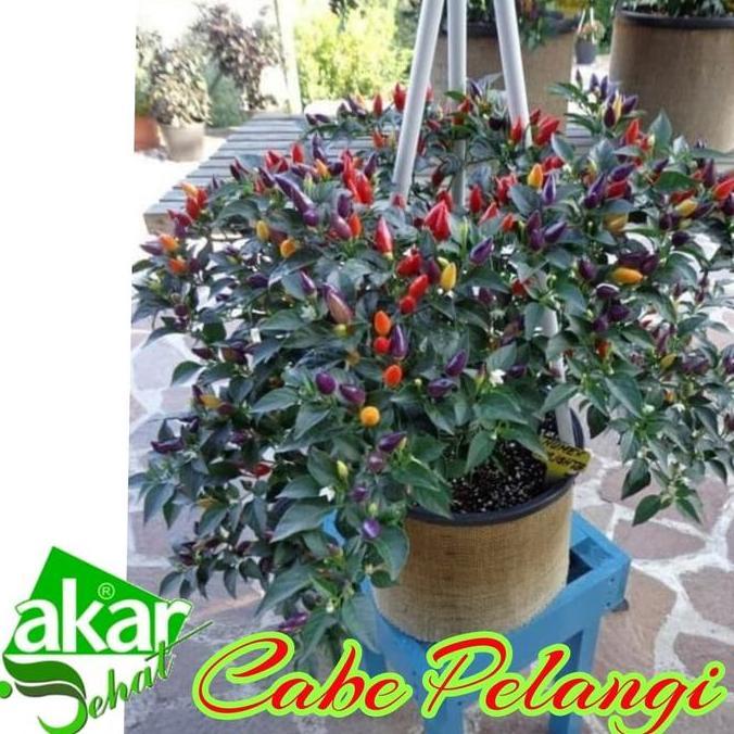 BISA BERBUAH DI POT bibit cabe pelangi