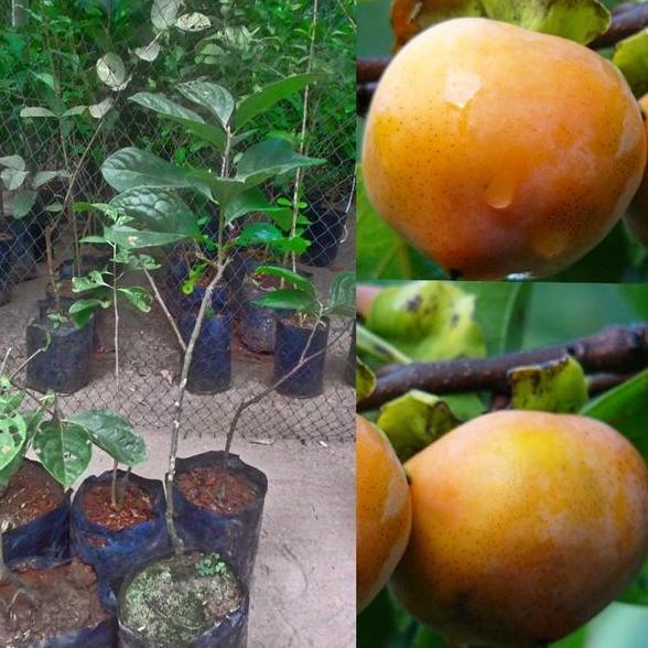 Joloartoshop - Tanaman Buah Kesemek - Gajian Sale