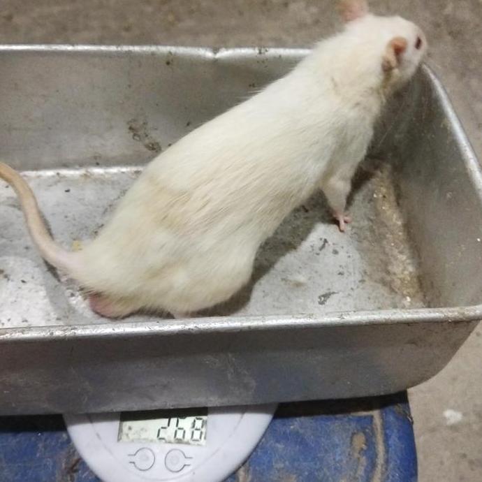 rat afkir besar tikus putih