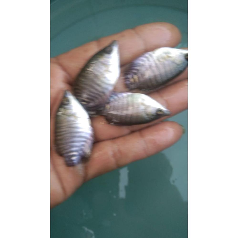 Paket 20 Ekor Gurame Soang Jempol