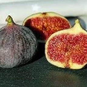 Bibit Buah Tin Fc Tunisia