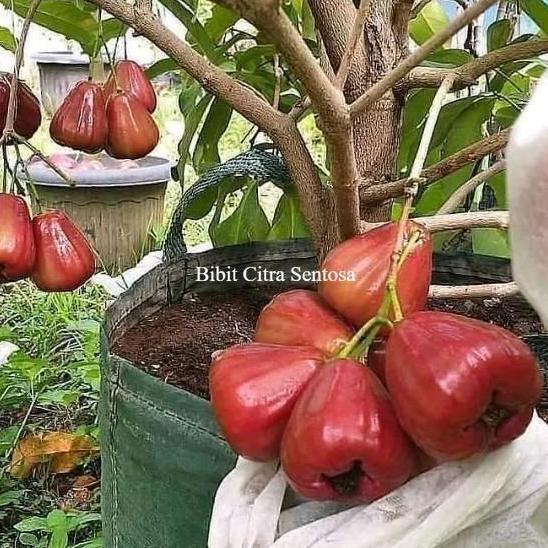 Bibit tanaman jambu air dalhari cangkok siap berbuah