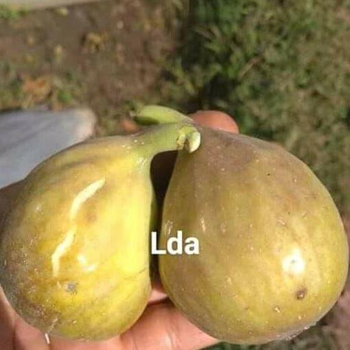 Bibit buah tin jenis LDA (long de aout)