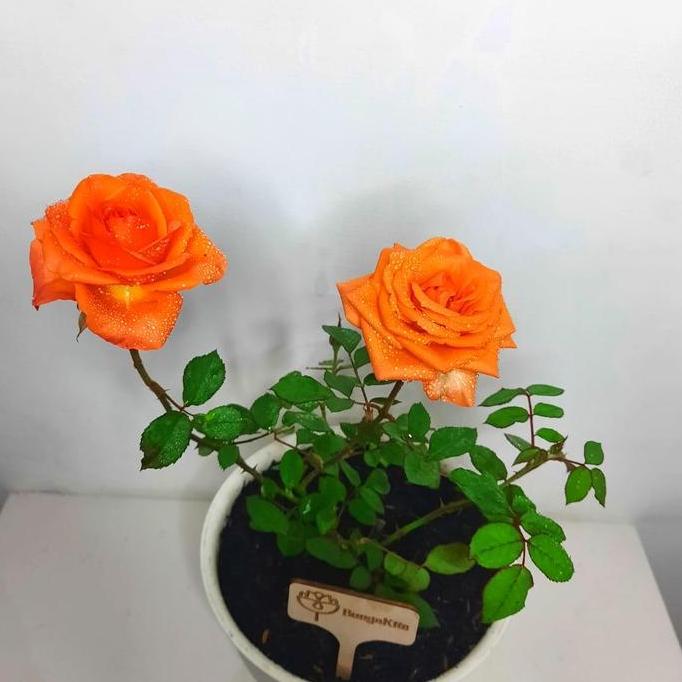 Bibit Mawar Vodoo (Holland)