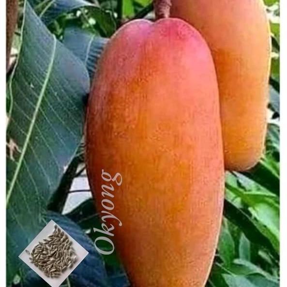 bibit mangga okyong okulasi cepat berbuah