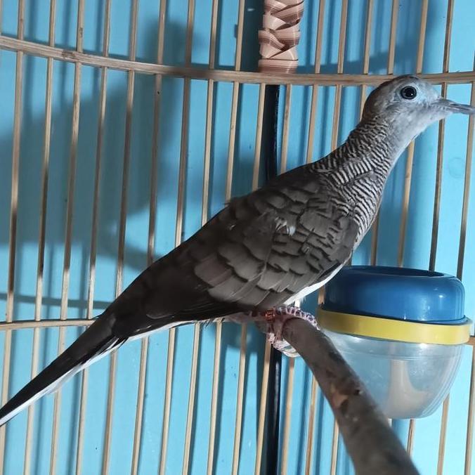 Perkutut Bangkok Ori Super