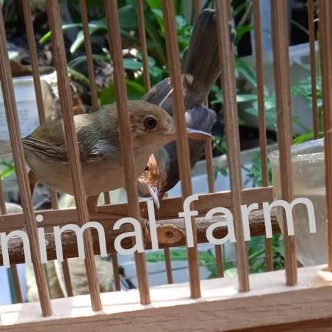 Burung Prenjak Atas Alam Sepasang Rajin Bunyi