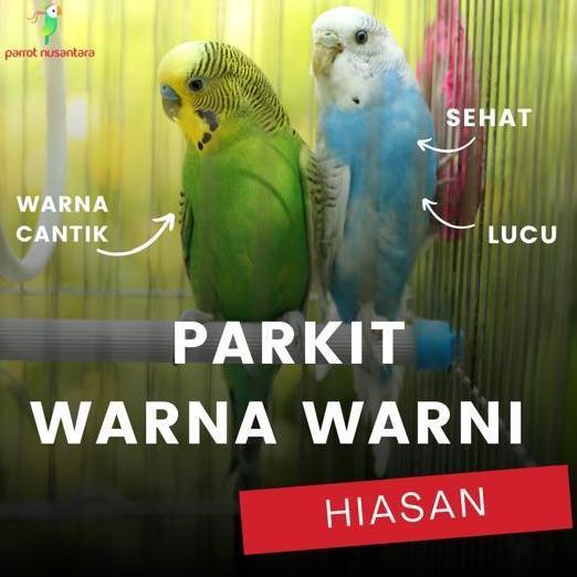 Burung Parrot Parkit Warna Warni Ombyokan Hiasan Jantan Betina