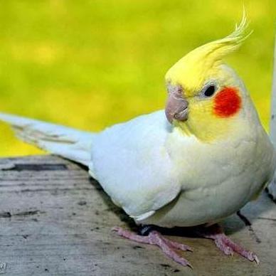 Falk Australia Lutino /Satuan