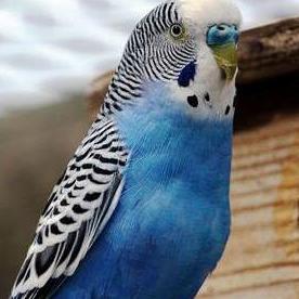 Burung Parkit Hias Warna