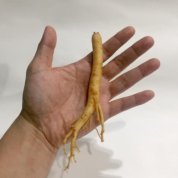 Ginseng 100% Fresh Korea Import Kualitas Terbaik Harga Termurah