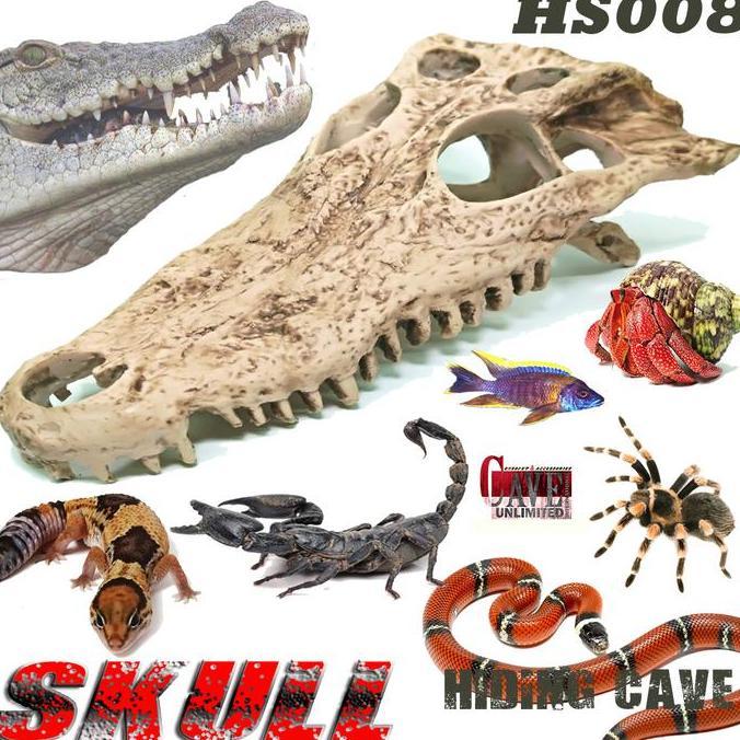 TENGKORAK BUAYA CROCODILE HS008 HIDING CAVE SKULL SKELETON REPTILE BD