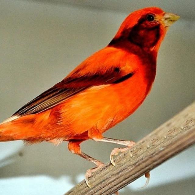 GOLD COIN KENARI GOLD COIN KENARI 250 GR BIJIAN KENARI