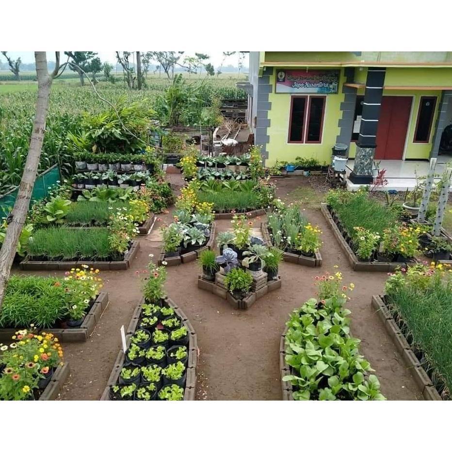 Promo Cod Stm Bibit Sayuran Benih Sayur Paket Lengkap Tanaman Hidroponik Kangkung Bayam Brokoli Cabe