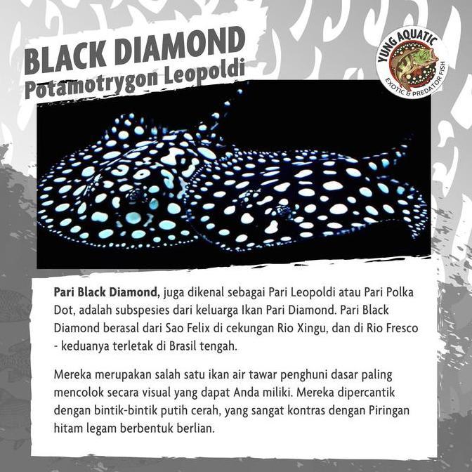 TERMURAH - pari air tawar black diamond 14-15cm