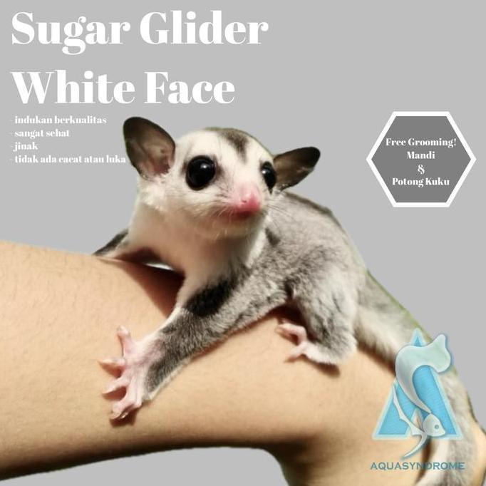 Sugar Glider White Face Joey Joy Jinak Indukan Berkualitas