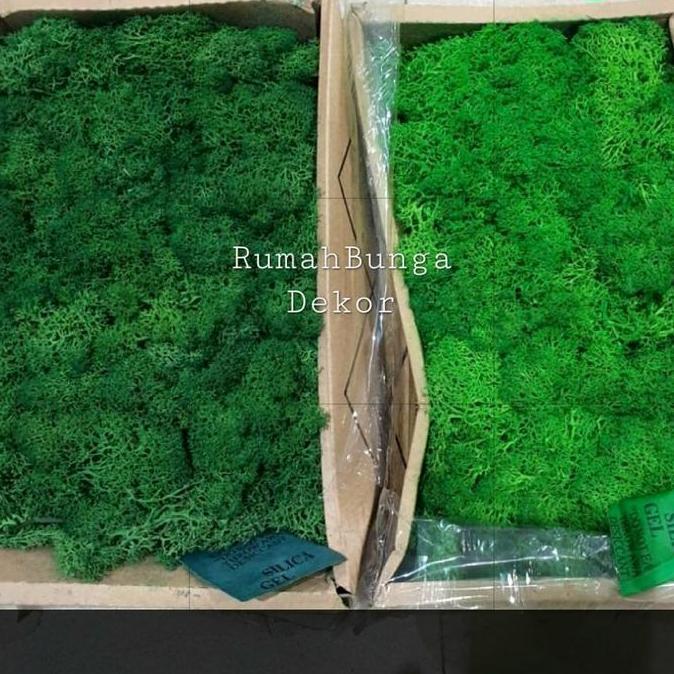 Reindeer Moss / Lumut Moss AGR