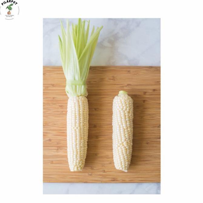 benih bibit jagung kumala f1 cap panah merah - JAGUNG KUMALA F1