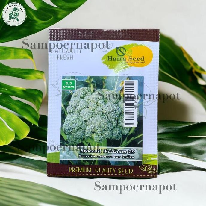 Benih Bibit Brokoli Waltham 29 Italica Haira Seed - BROKOLI WALTHAM 29