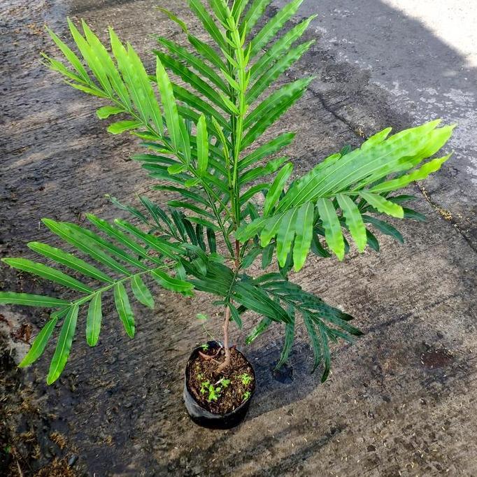 Tanaman Bibit kiara payung