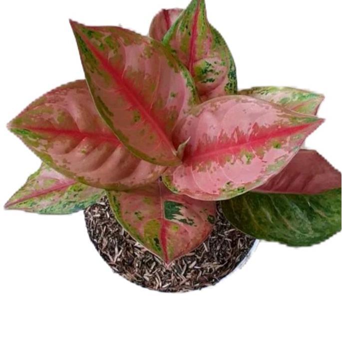 Benih bunga aglonema lod super