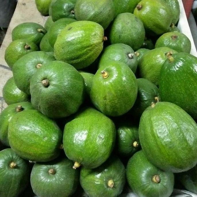 bibit alpukat markus 1 meter