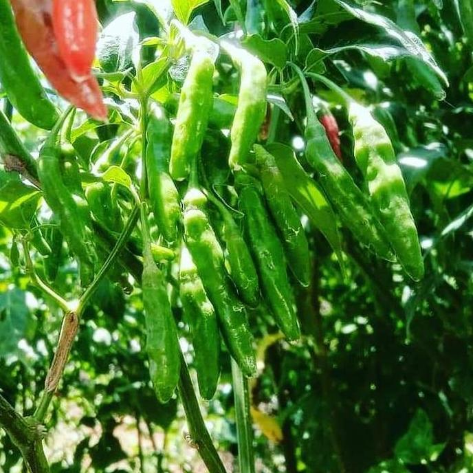 Benih Cabe Rawit Hijau Unggul GO1 Kemasan 10gr - Bibit Cabe Rawit Ijo GO1 Varietas 22 Varietaz 22