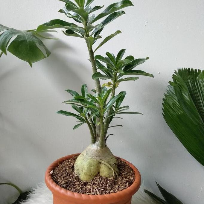 Kamboja Jepang / kamboja Jepang cantik