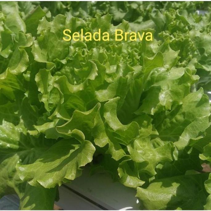 Benih Selada BRAVA Isi 1 gram Lettuce Batavia Indo Seed Daun